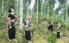 Tham quan, học tập xây dựng mô hình: trồng, chế biến và tiêu thụ các sản phẩm từ cây quế tại huyện Văn Yên, tỉnh Yên Bái.